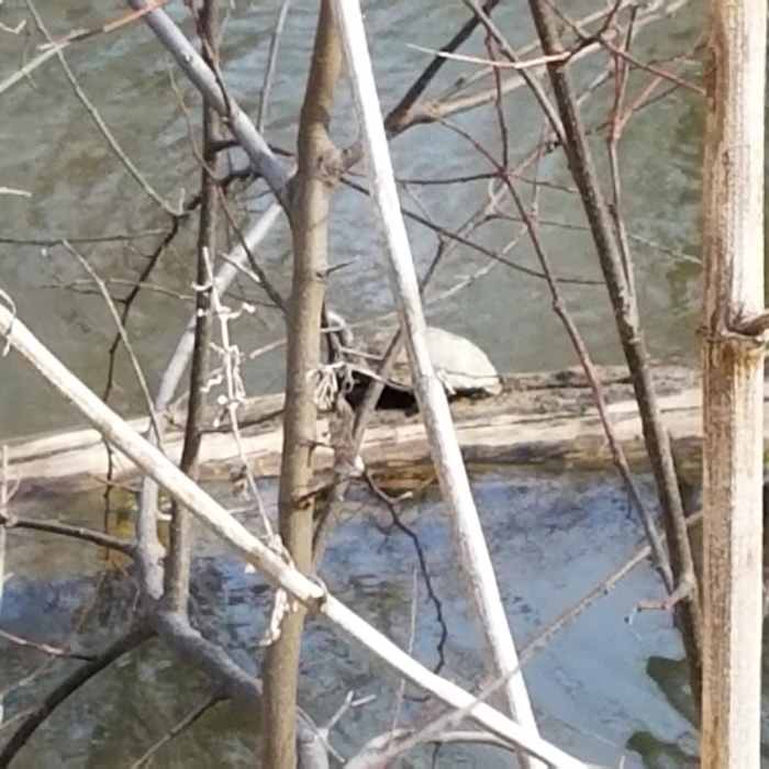 This is the bravest turtle in Cedar Hill State Park. The other 8 that were also sunning themselves on this log dove into the water when I approached, but this guy wasn't giving up his warm spot! Near Cedar Hill State Park Loop