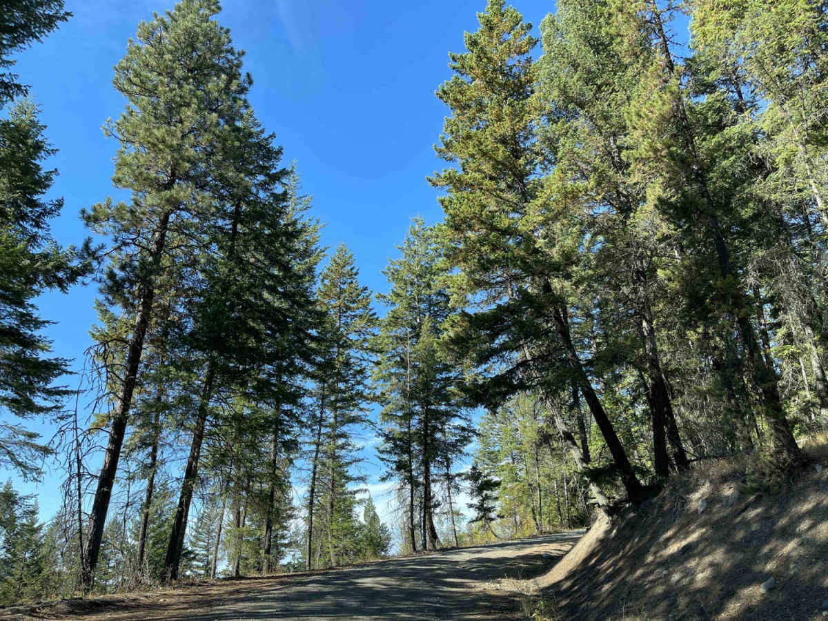 Bolean Lake Road trail photo