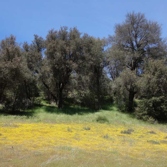 Burst of yellow in Cuyamaca Rancho SP after a wet winter. Near Airplane Monument Loop