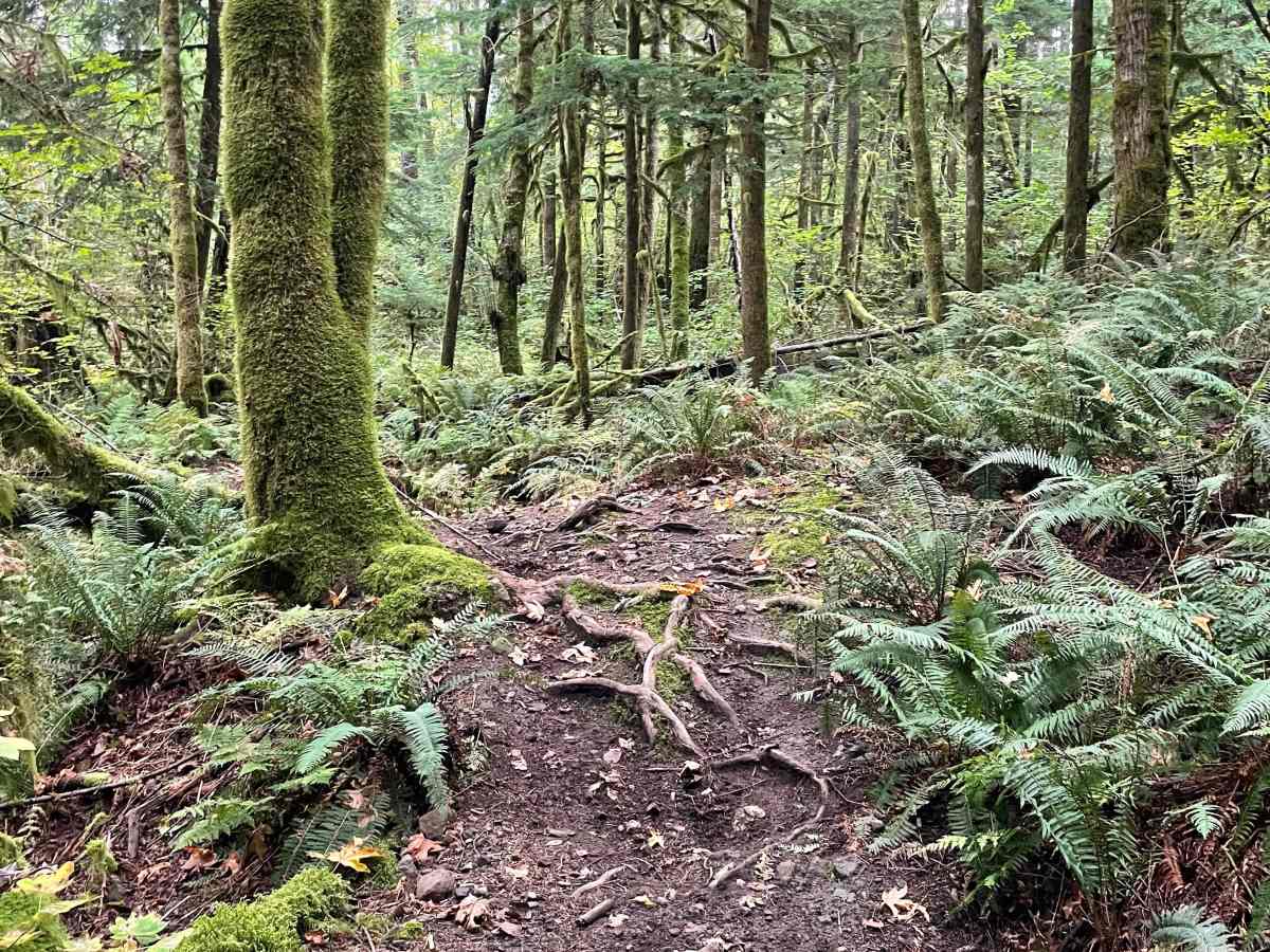 White Bones trail photo
