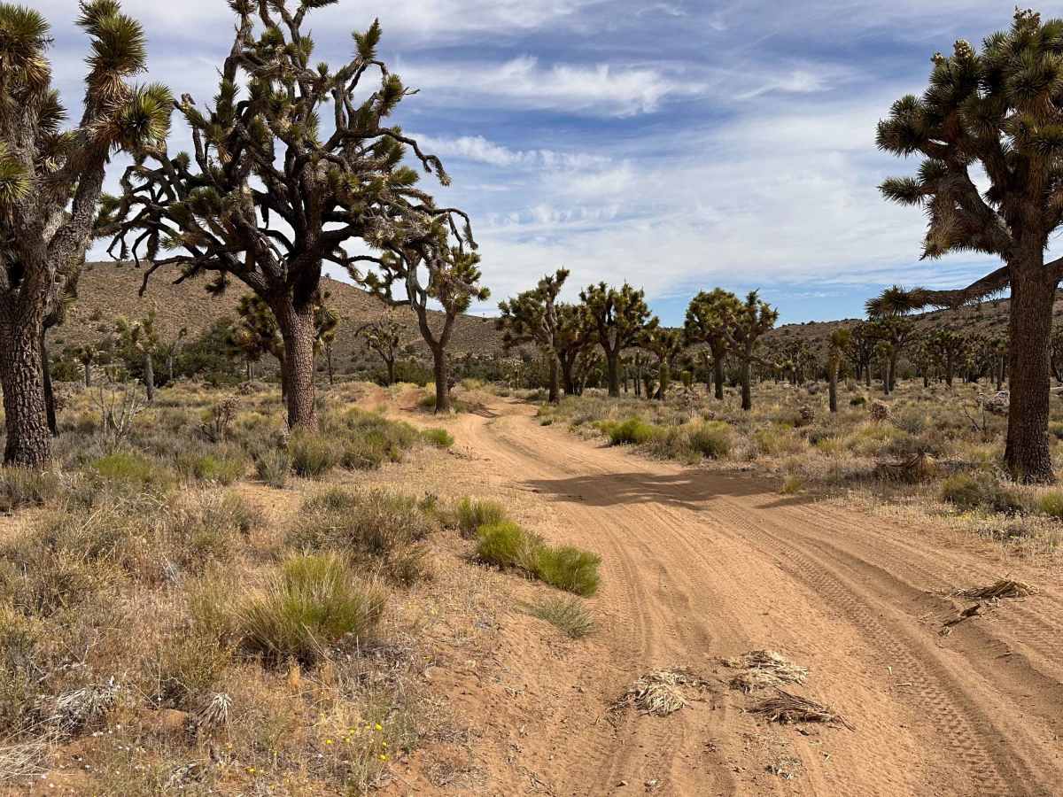 Antelope Double Track photo 6