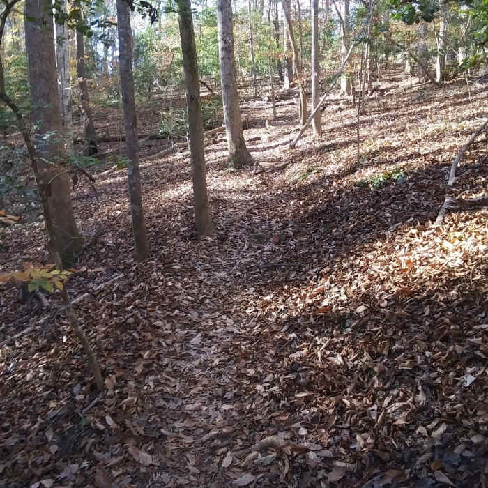 Near Falls Lake Trail: Section 6