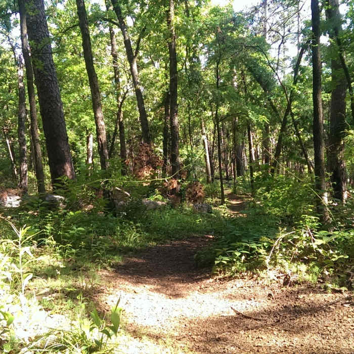 Spring growth in Tyler State Park Near Tyler State Park Route