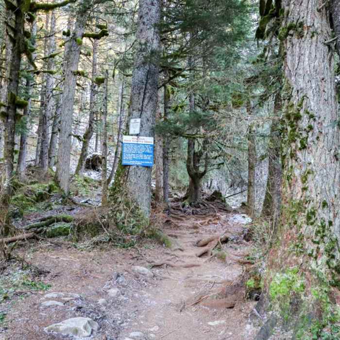 Near Virgin Creek Falls