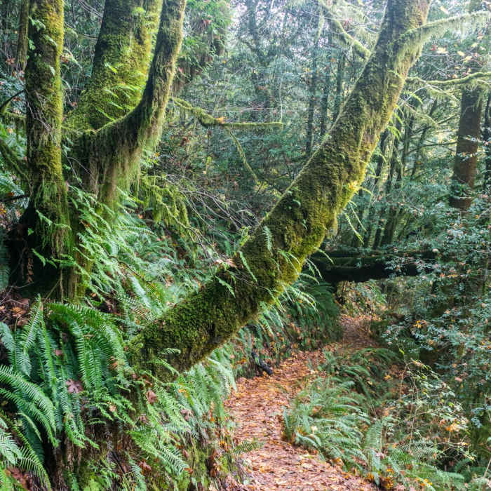 Near Riverview Trail