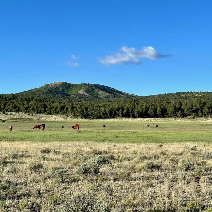 Near CDT: New Mexico Section 22 Near CDT: New Mexico Section 22