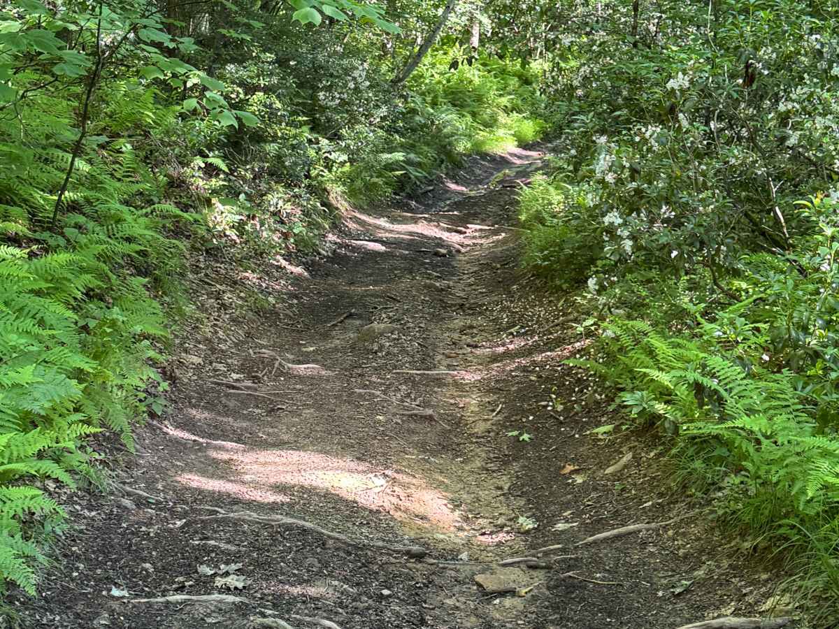 Zink Fork Trail photo 6