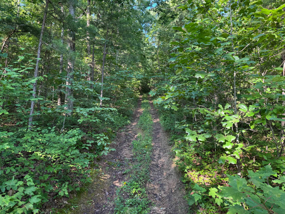 FS 94311D trail photo