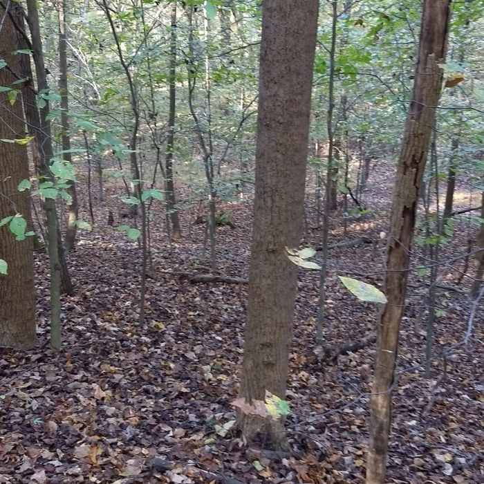 Near Woods Road Trail Alternate