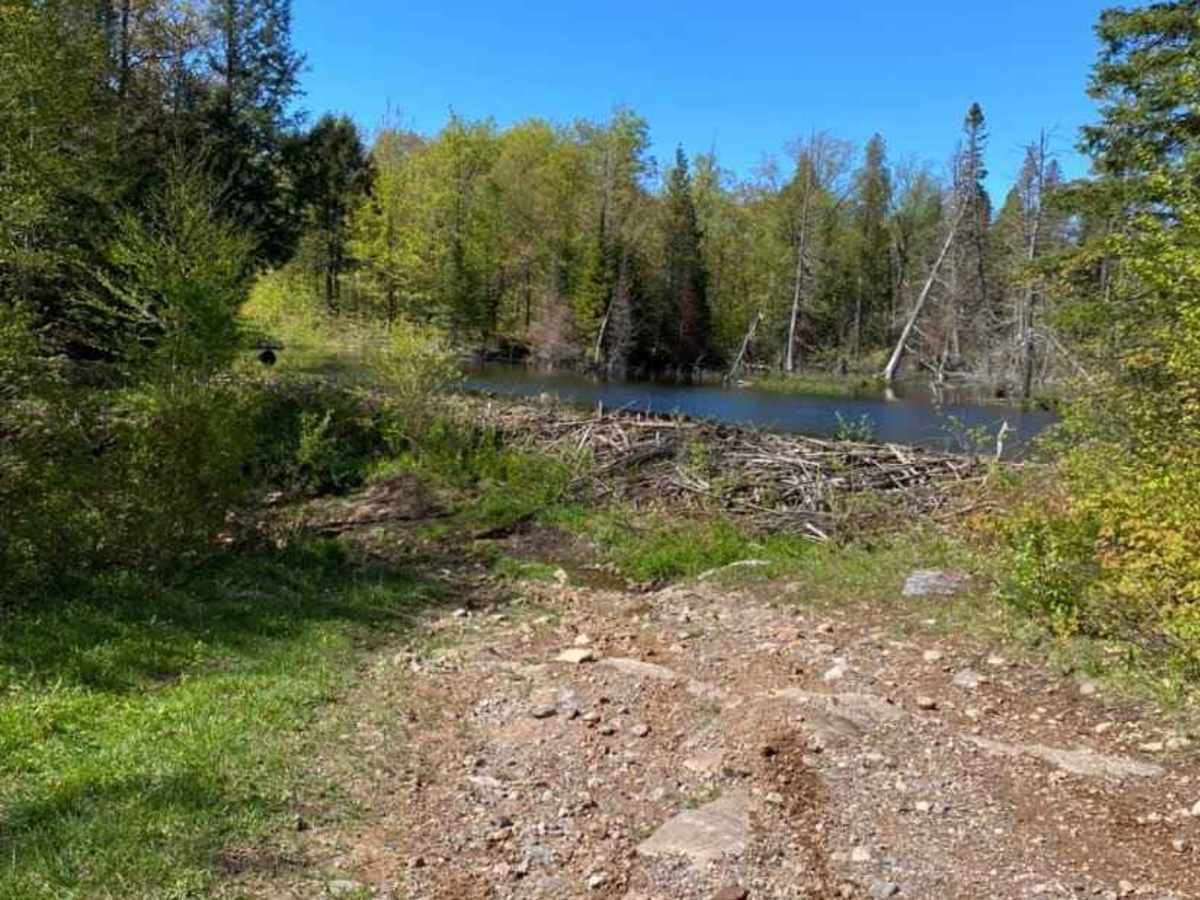 Beaver Dam Run trail photo