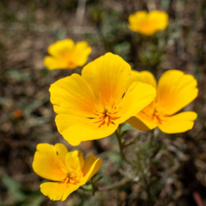 Near Nicholas Pond Loop