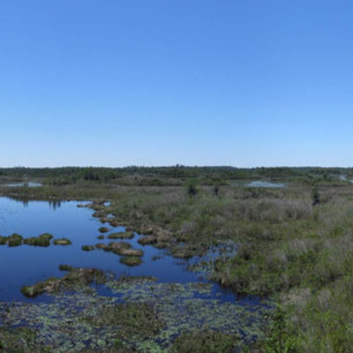 Near Chesser Island Boardwalk