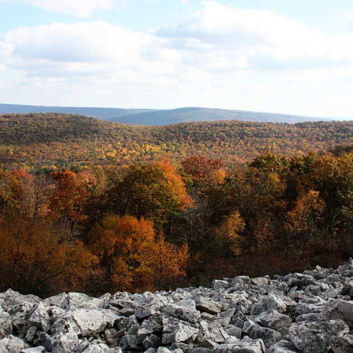 Near Bear Meadows/Mid State Trail Loop
