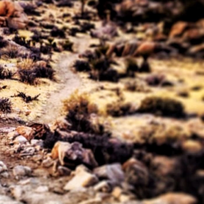 Near Boy Scout Trail