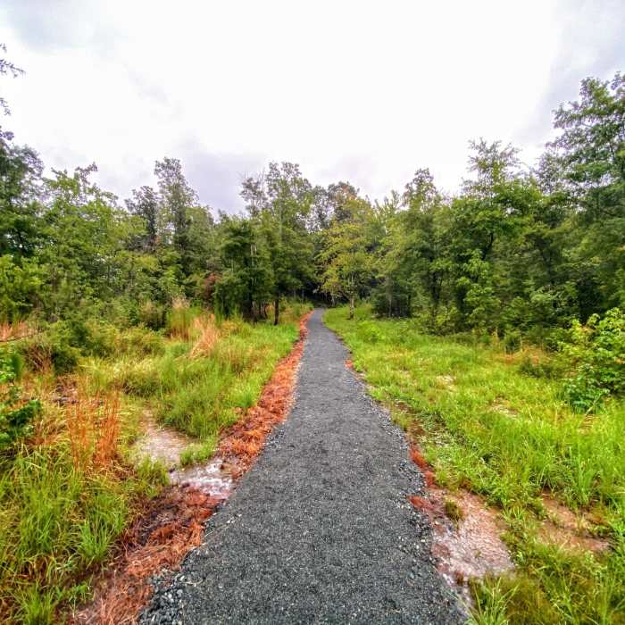 Raised walkway through the wetland at the start of the trail Near Cane Creek Mountains Full Tour