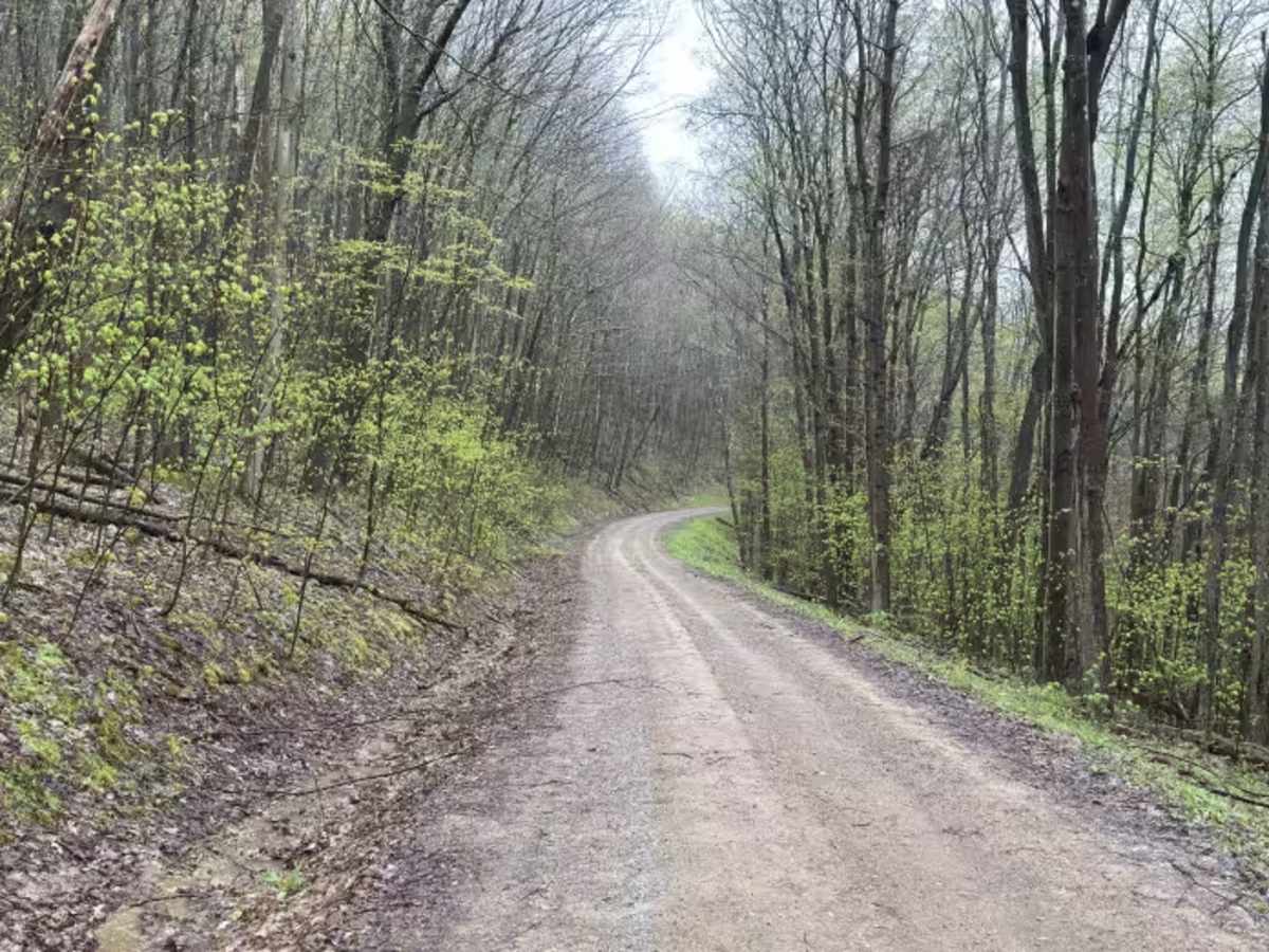 FS 85337 trail photo