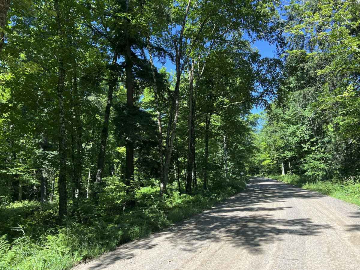 Morgan Lake Road - FS 2161 photo 3