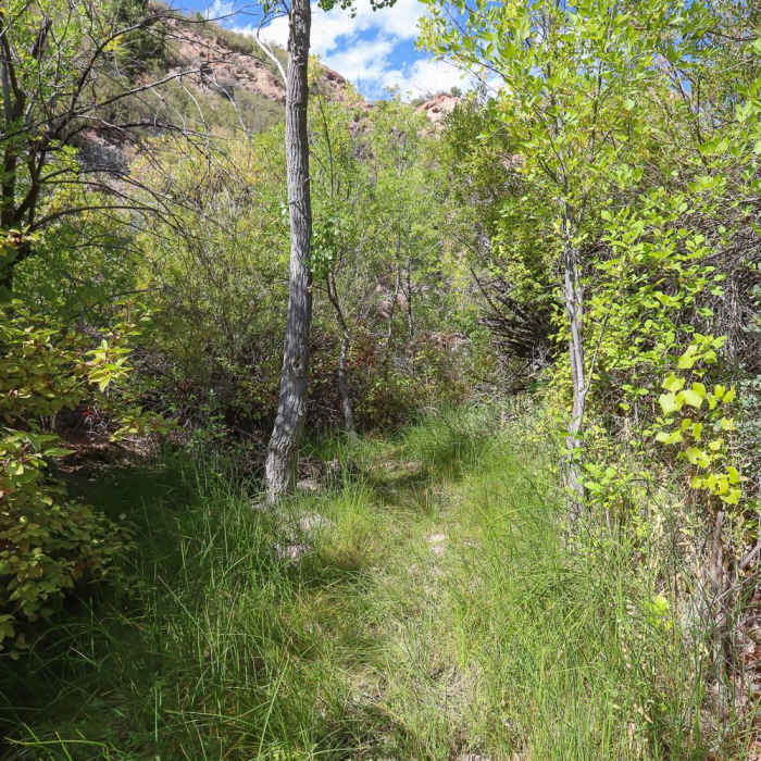 Near Waterfall Trail