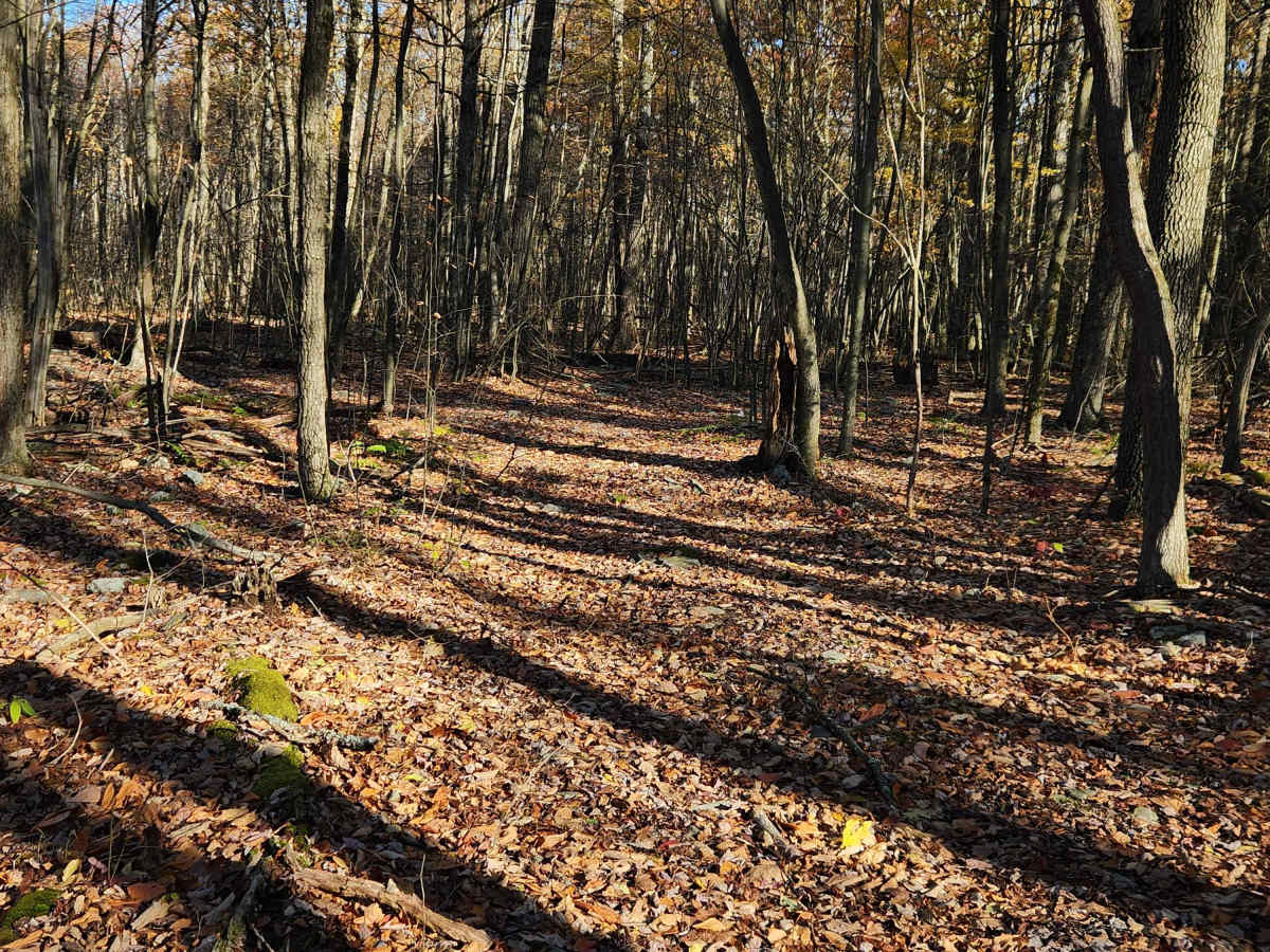 OHV 1 - Rock Run Recreation Area trail photo