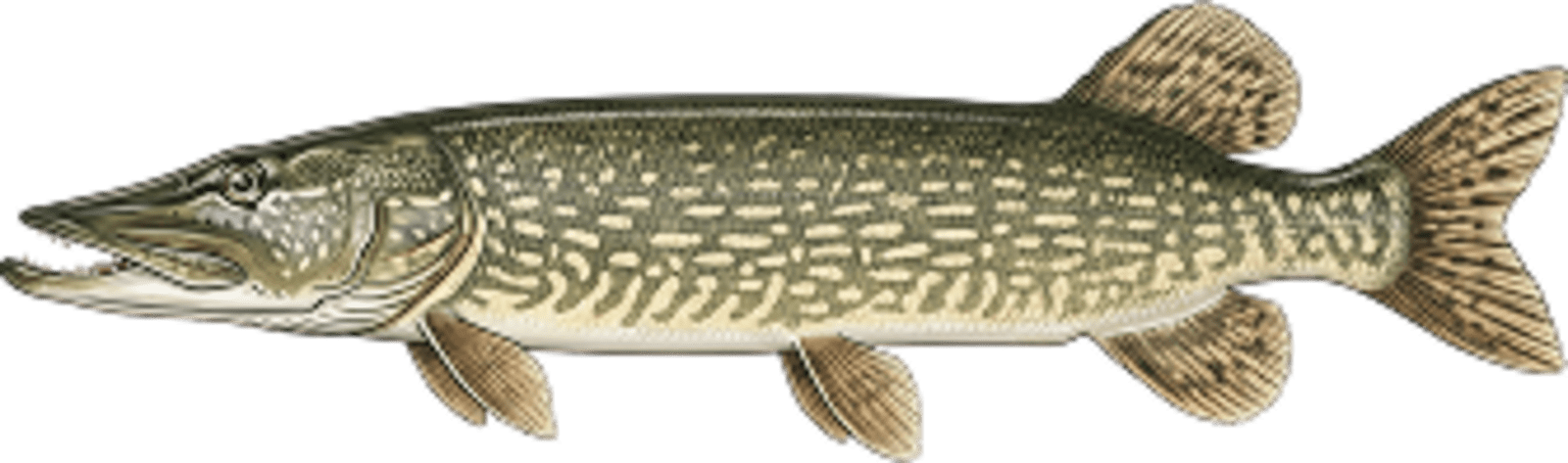 Northern pike