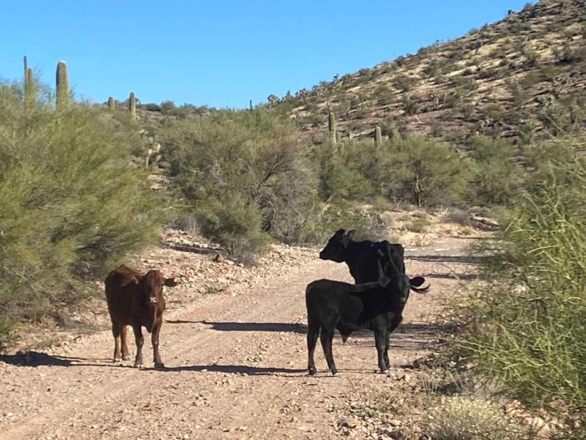 Backway to Alamo Lake photo 4