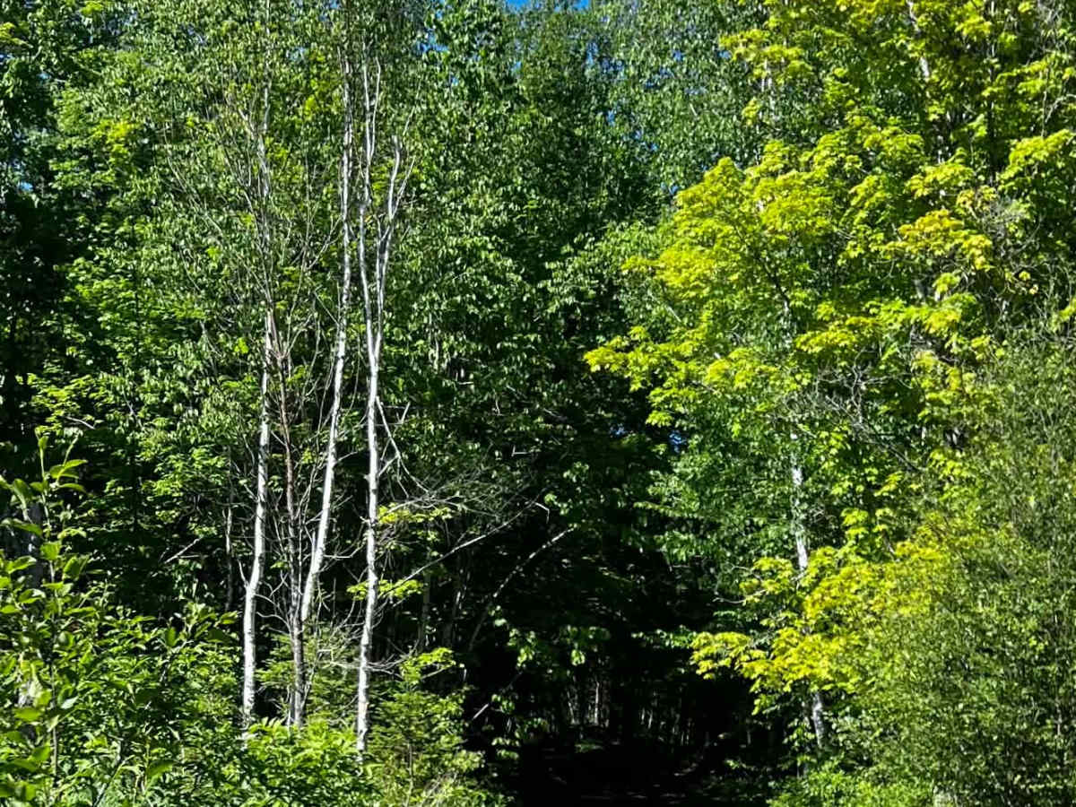 Picard Lake photo 4