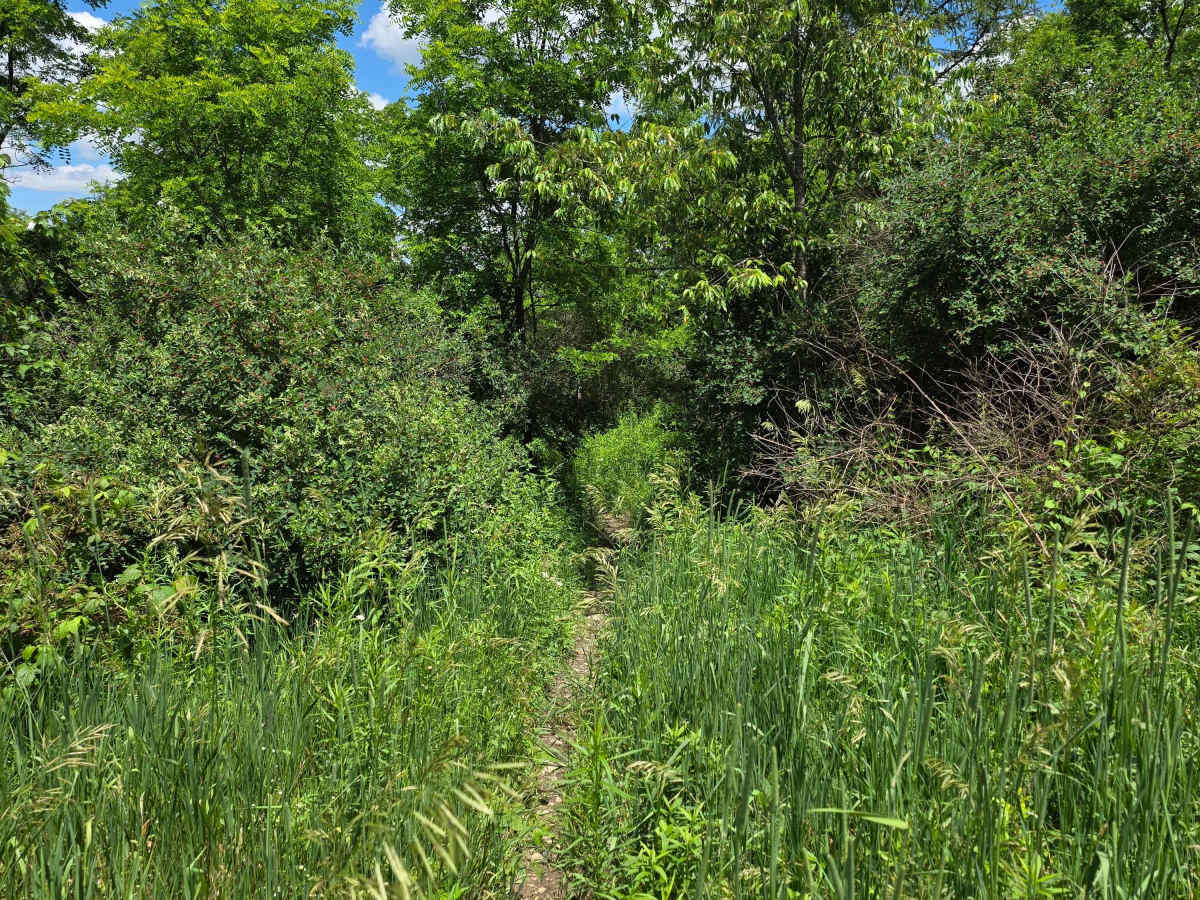 Single Track LL photo 3