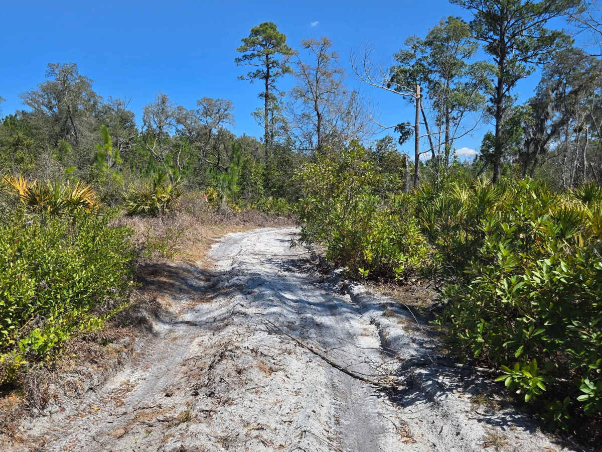 Etoniah Creek Overlook Trail photo 3