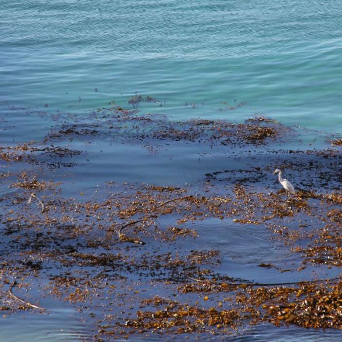 Near Bird Island Trail