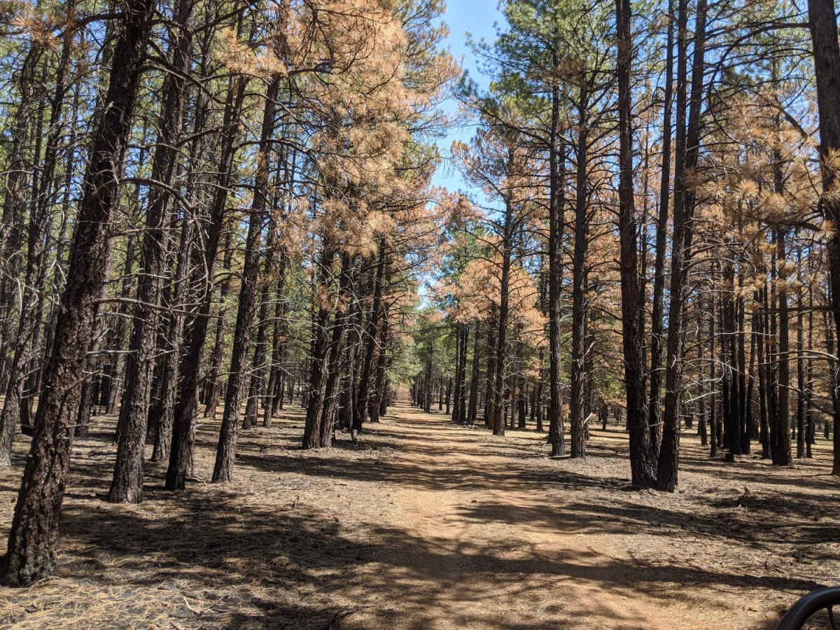 Burned Road trail photo