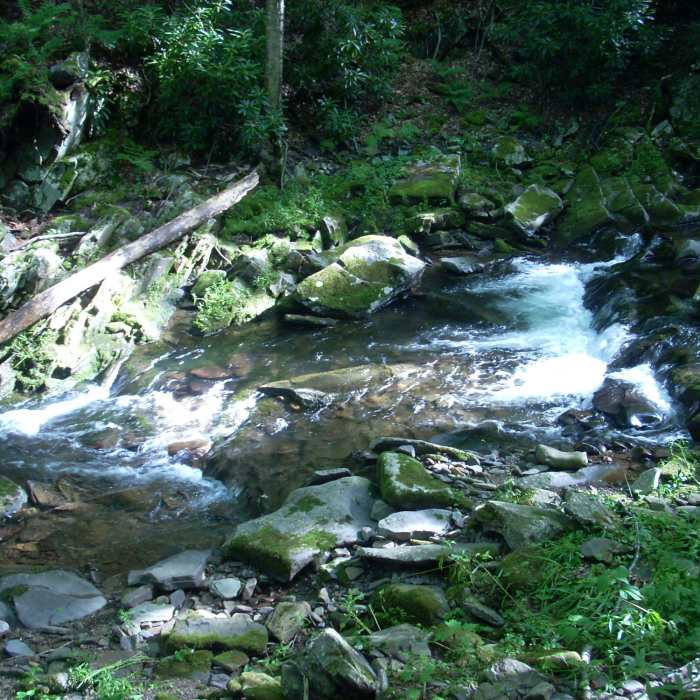 Seneca Creek campside. Near Seneca Creek Trail (TR515)