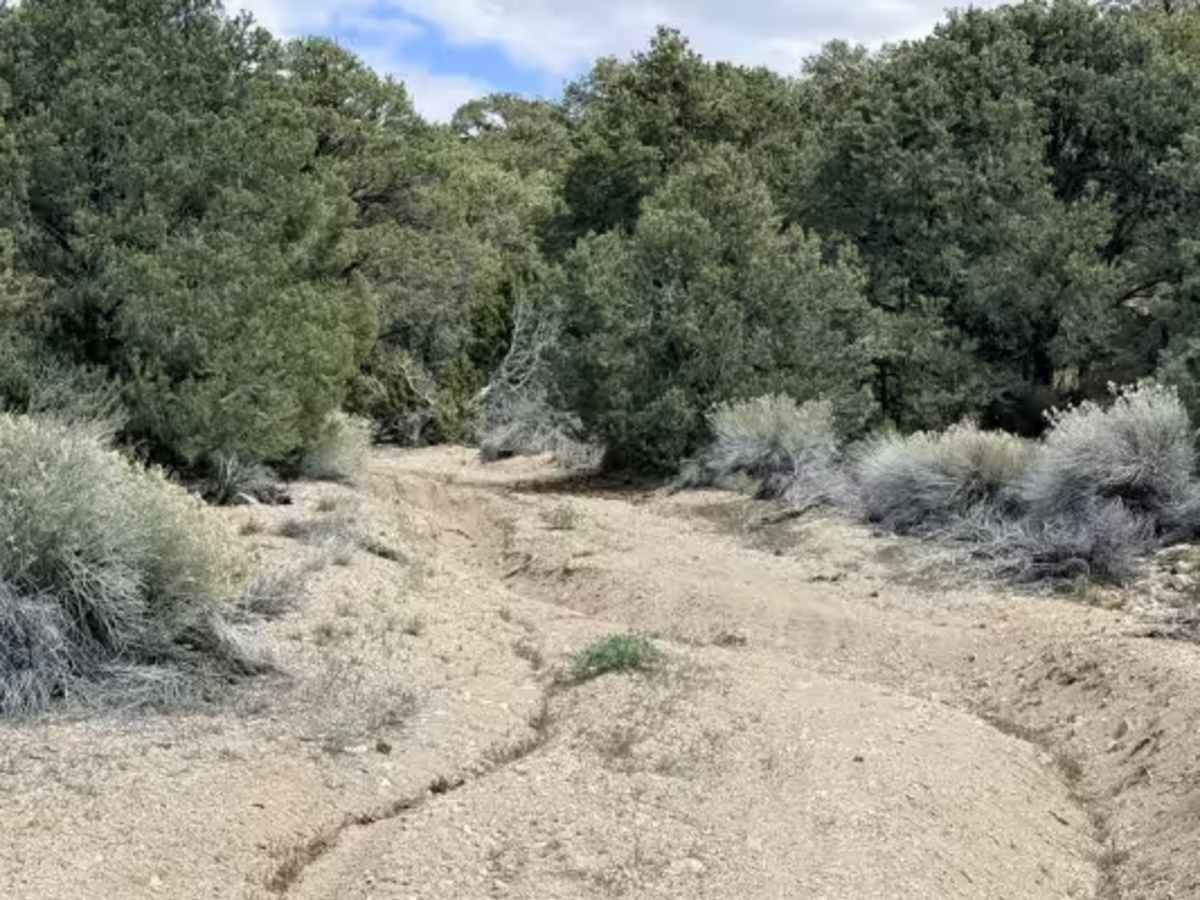 Willow Springs Bypass - FS 44429 photo 3