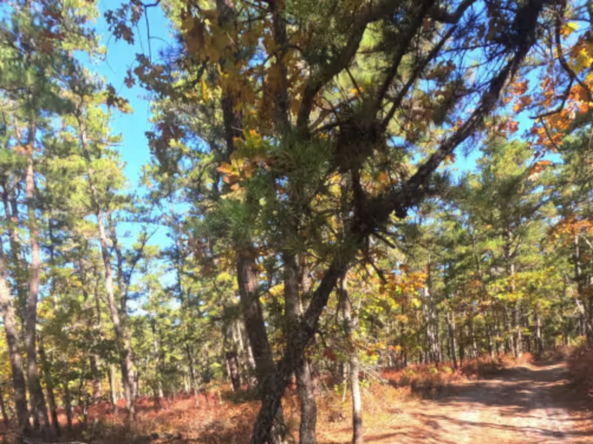 Swamp Road photo 3