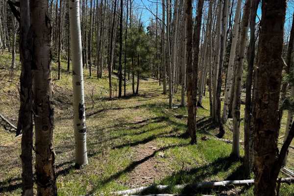 Lake Fork Mesa Loop - 505A  