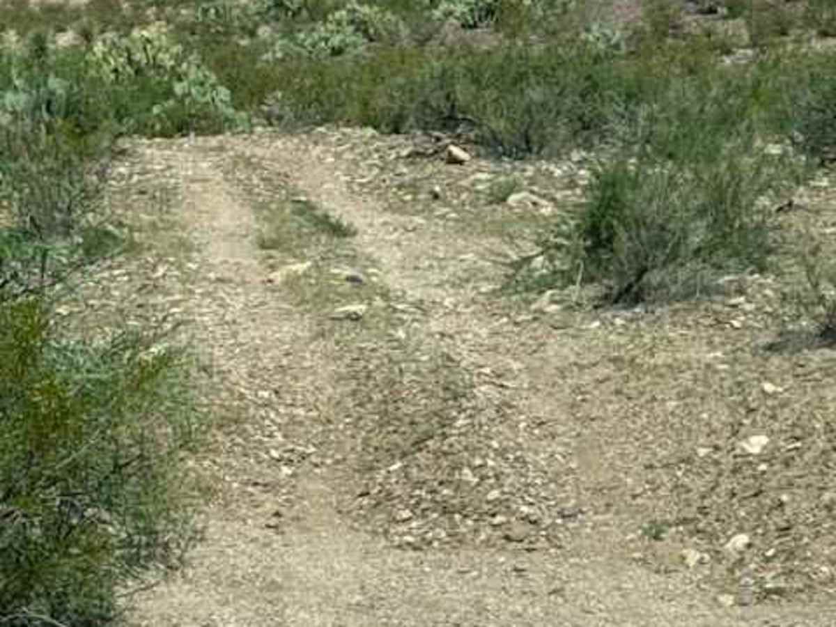 BLM SS1045 photo 3