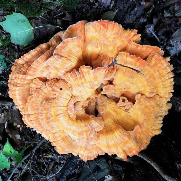 Near Homestead Trail