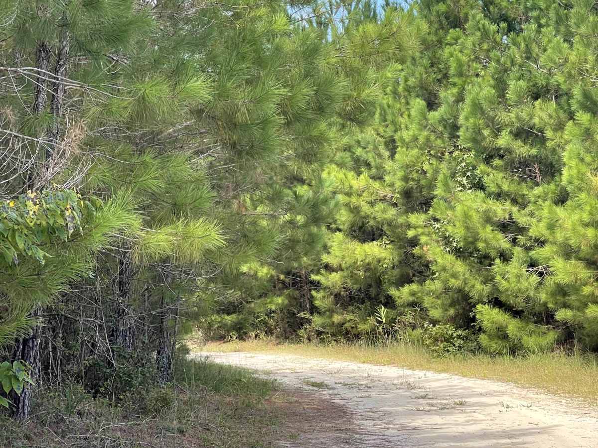 Briar Patch Road trail photo