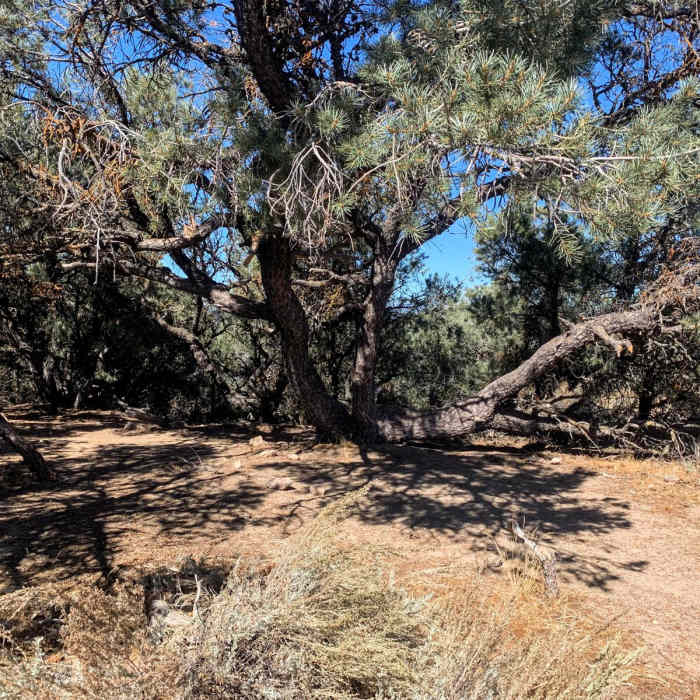 Near Tehachapi Pass to Golden Oaks Spring