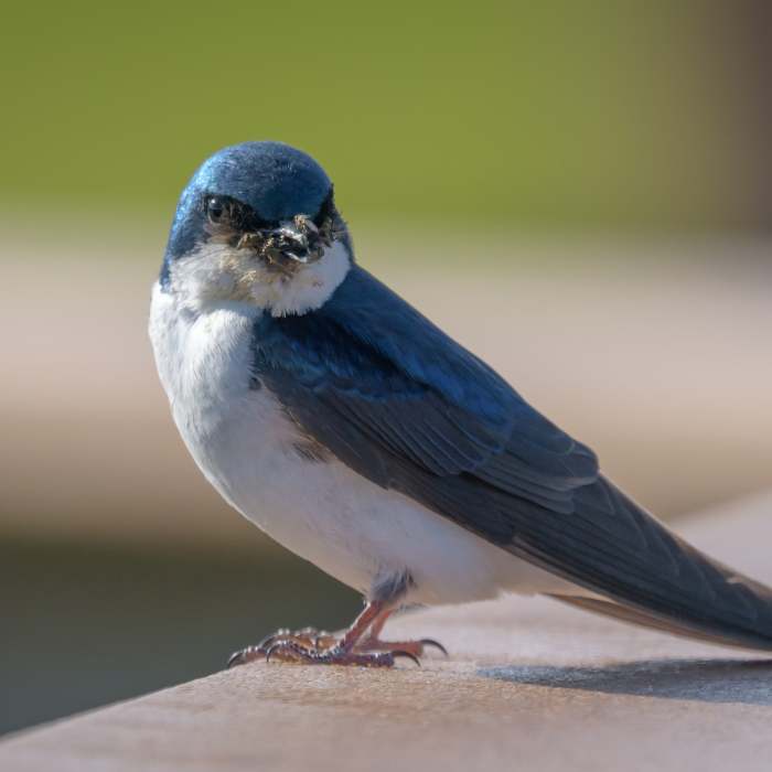 Tree Swallow (juvenile) Near Potter Marsh Tour
