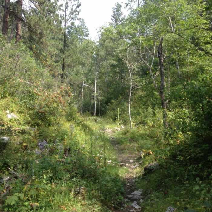 View down south fork, mid-August. The sweetest trail on earth. Near Trail S - South Fork Trail