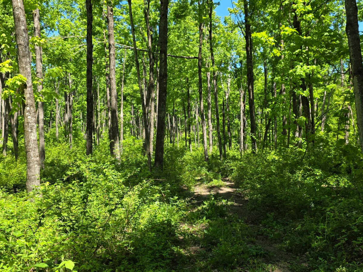 Loggers Lane photo 3