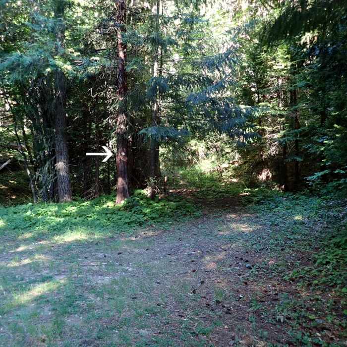 Near Green Valley Trail #904