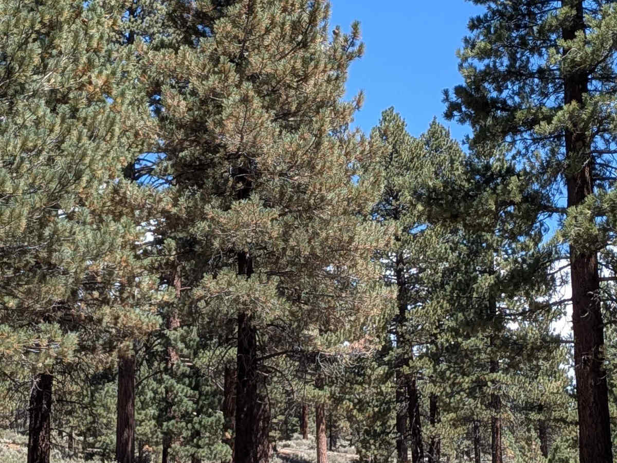 Lookout Mountain - FS 2S02 photo 2