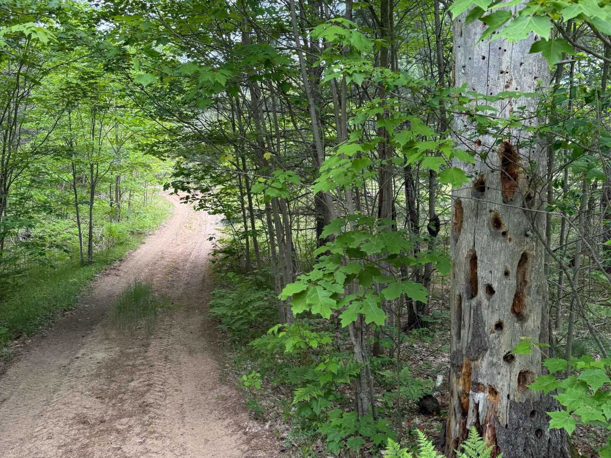 Kalkaska South Mountain Bike Trail trail photo
