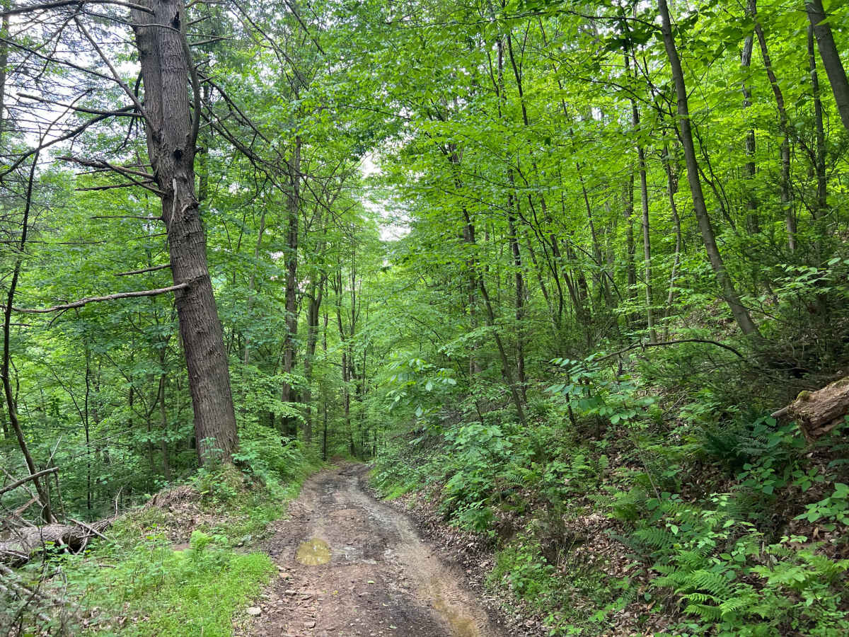Q65 - Horsemill Hollow photo 6
