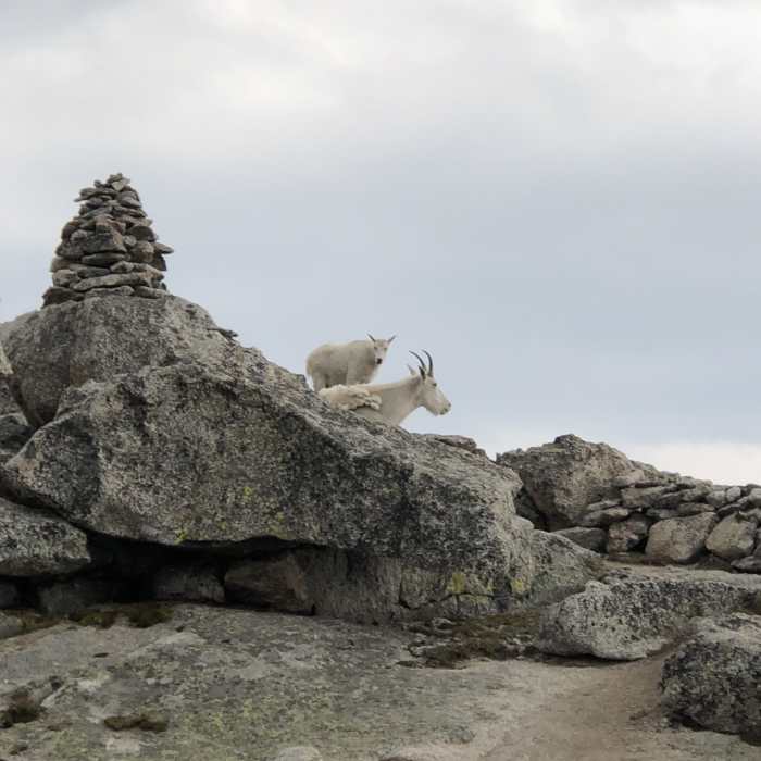 Near Mount Blue Sky Ridge Trail #51