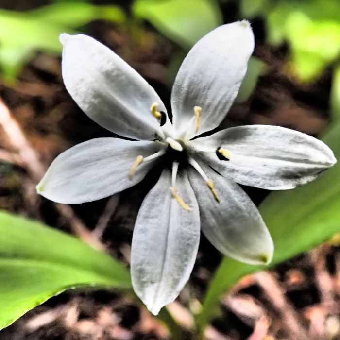 Flower. Near Pyramid Lake Trail
