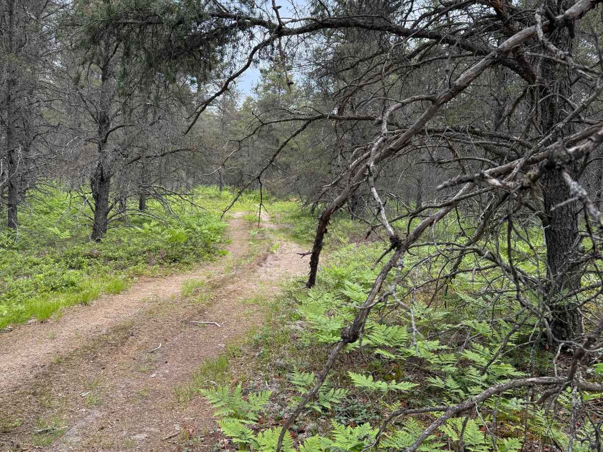Deadwood Trail trail photo