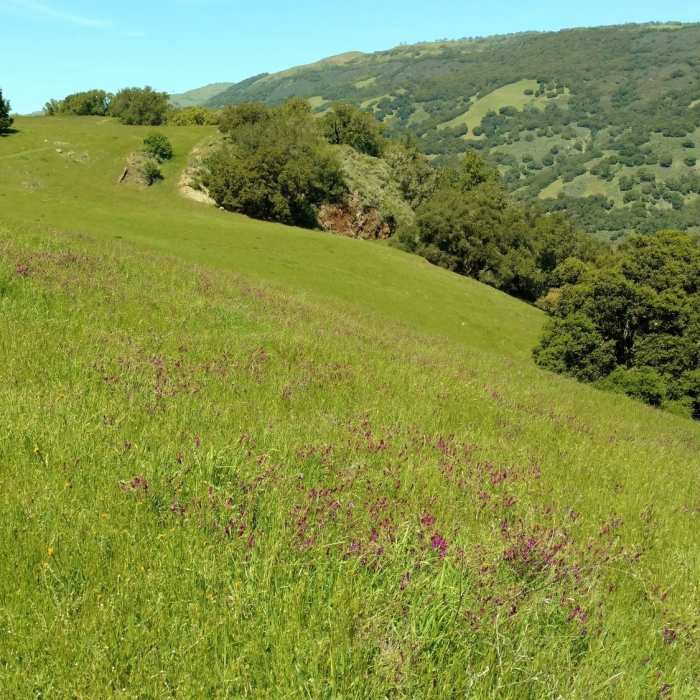 Near Coyote Lake and Ridge Hike