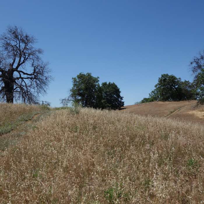 Trees dot a grassy field at the junction of the Five Oaks Trail and the main Volcan Mountain trail. Near Five Oaks Trail